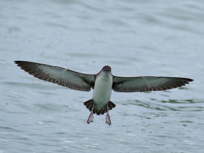 Berta minore mediterranea (Puffinus yelkouan)